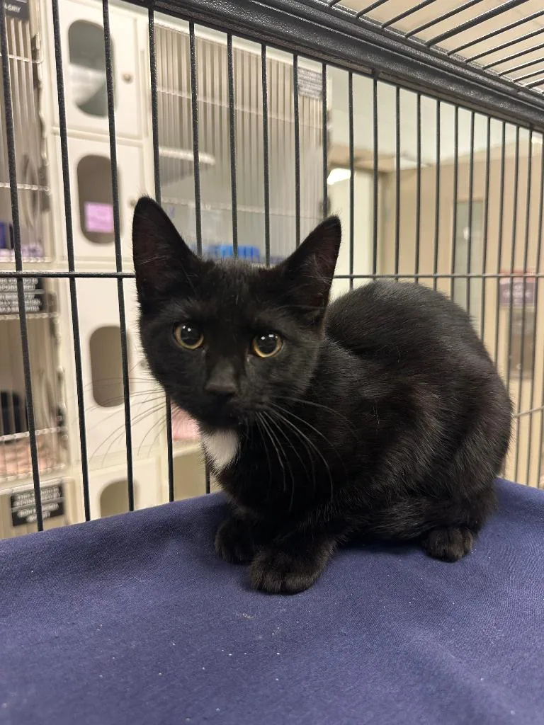 A baby small-sized female Domestic Short Hair cat named Skiddy for adoption in Johnson City, TN