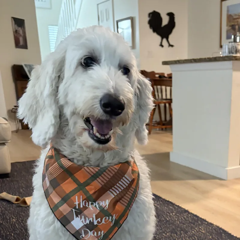 An adult medium-sized female White / Cream Goldendoodle dog named Summerflorida for adoption in Houston, TX