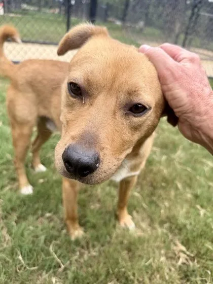 An adult medium-sized male Mixed Breed dog named Skizzle for adoption in Atlanta, GA