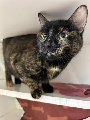 A baby small-sized female Domestic Short Hair cat named Misa for adoption in Traverse City, MI