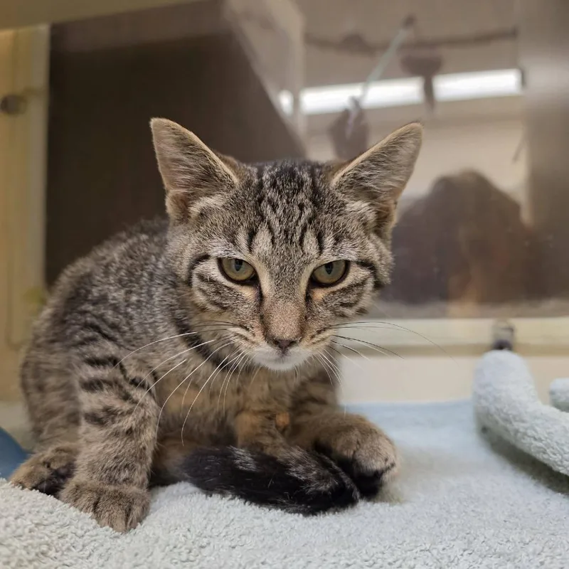 A baby small-sized male Brown / Chocolate Domestic Short Hair cat named Kieran for adoption in Waynesboro, PA
