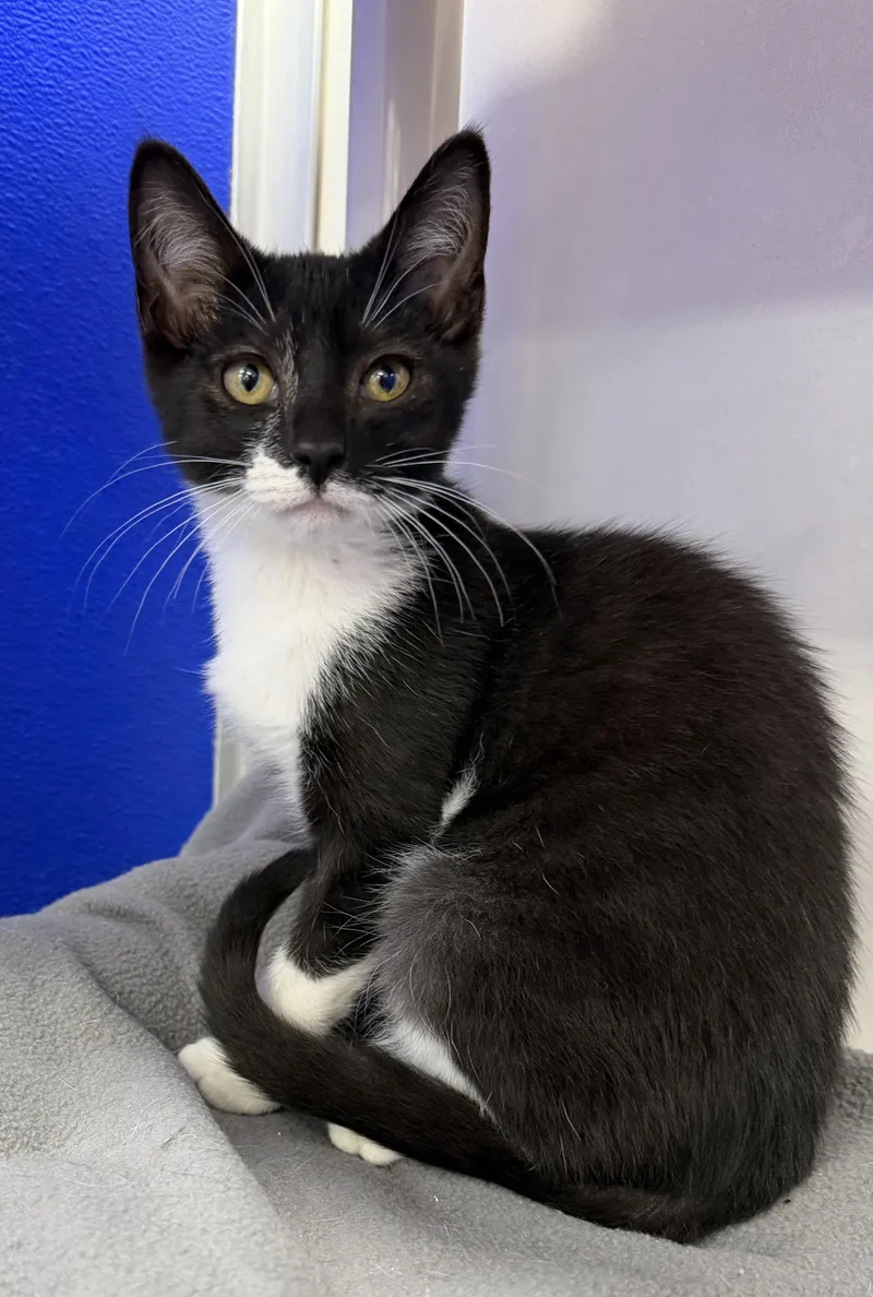 A baby medium-sized male Black & White / Tuxedo Domestic Short Hair cat named Nicky for adoption in Dunkirk, NY