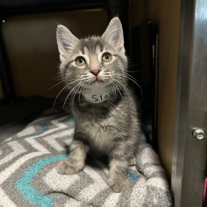 An adult large-sized male Domestic Medium Hair cat named Slate for adoption in Chesapeake, VA