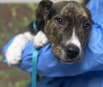 A young small-sized female Shepherd dog named Junebug for adoption in San Antonio, TX