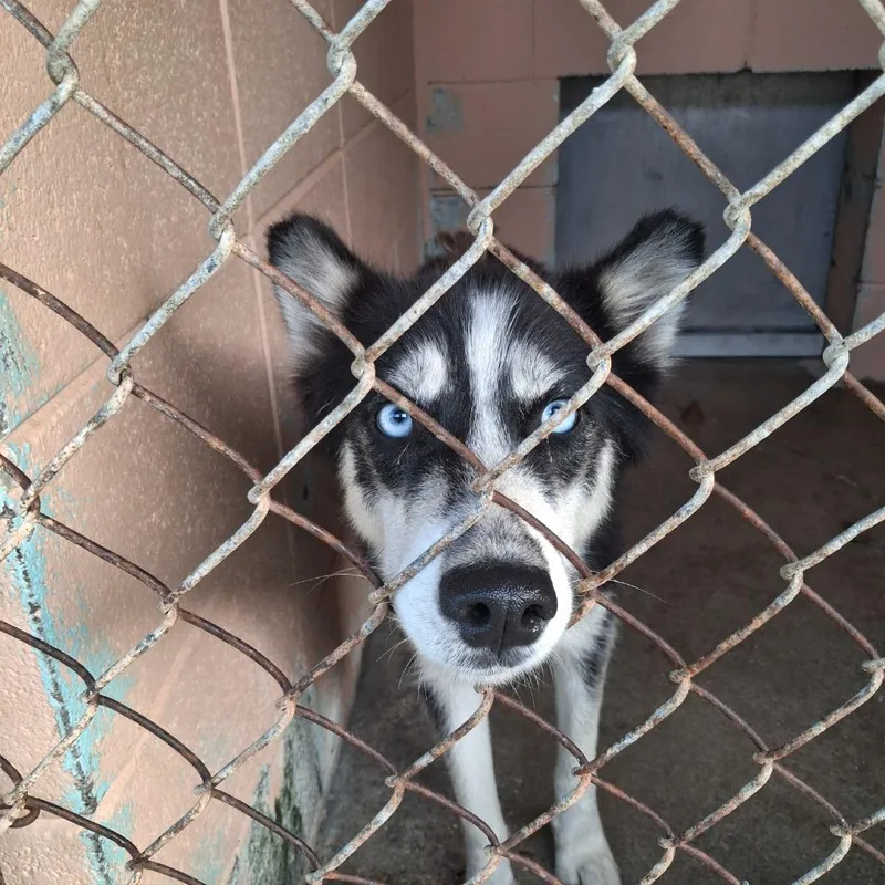Bindi