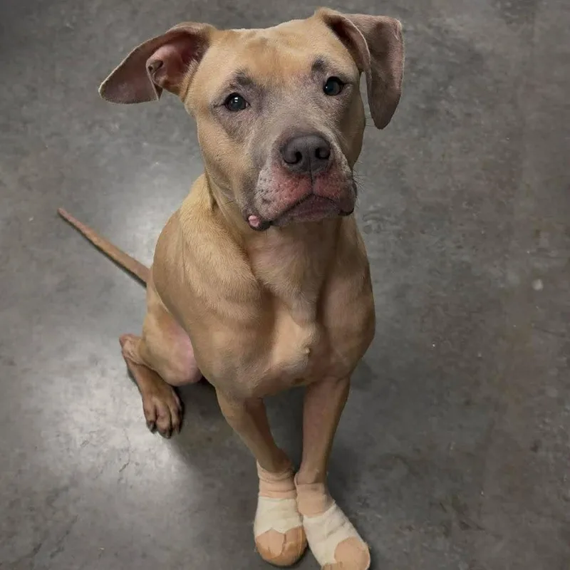 An adult large-sized male Yellow / Tan / Blond / Fawn Mixed Breed dog named Jazz for adoption in Dickinson, TX