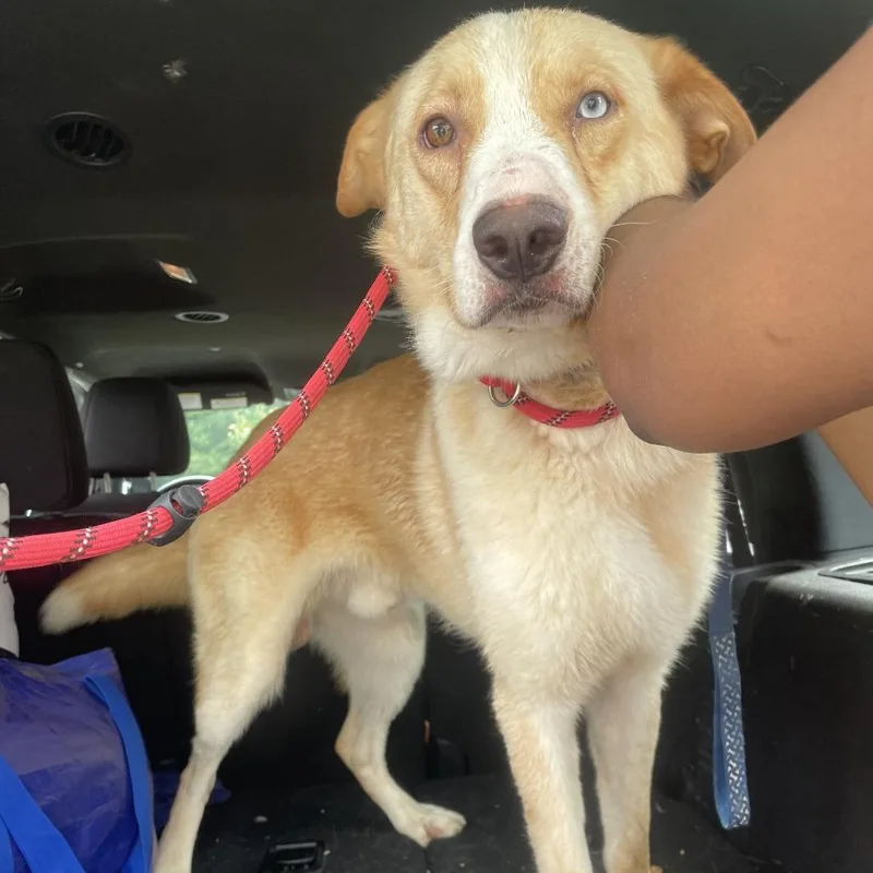 A young large-sized male White / Cream Husky dog named Storm for adoption in Gloucester, VA