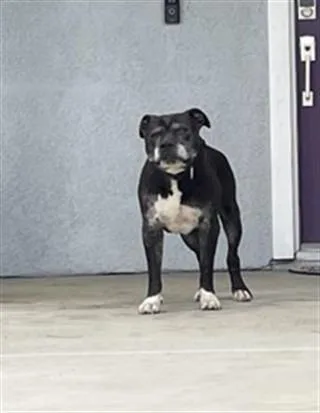 An adult large-sized male Pit Bull Terrier dog named Ravioli for adoption in Riverside, CA