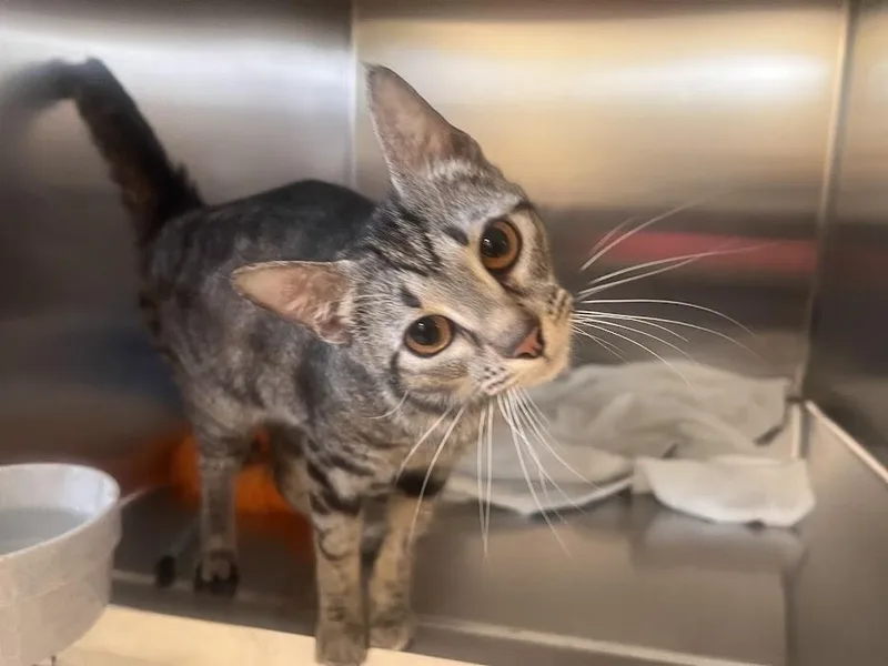 An adult medium-sized female Tabby (Tiger Striped) Domestic Short Hair cat named Mavis for adoption in Colonial Heights, VA