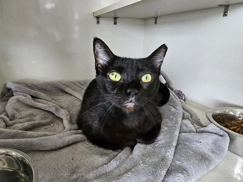 An adult large-sized male Black Domestic Short Hair cat named Roger for adoption in Bossier City, LA