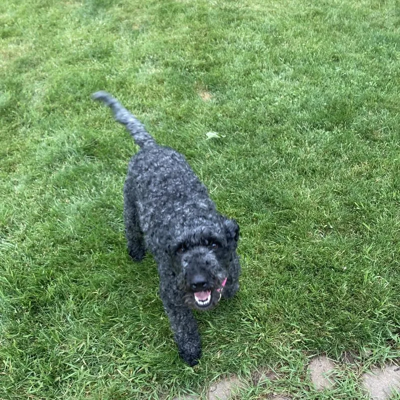 An adult medium-sized male Standard Poodle dog named Remi for adoption in Crystal, MN