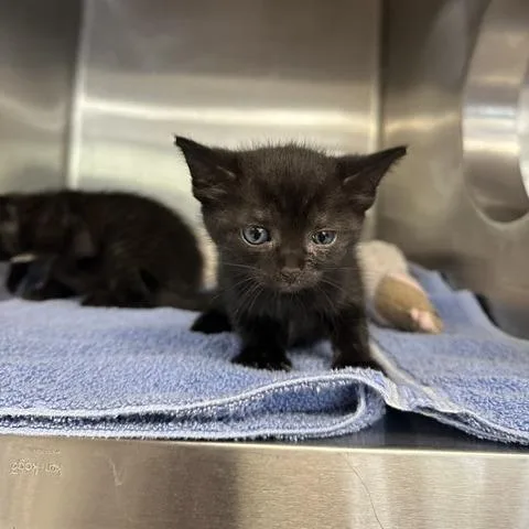 A baby small-sized female Domestic Short Hair cat named Briar for adoption in Indianapolis, IN