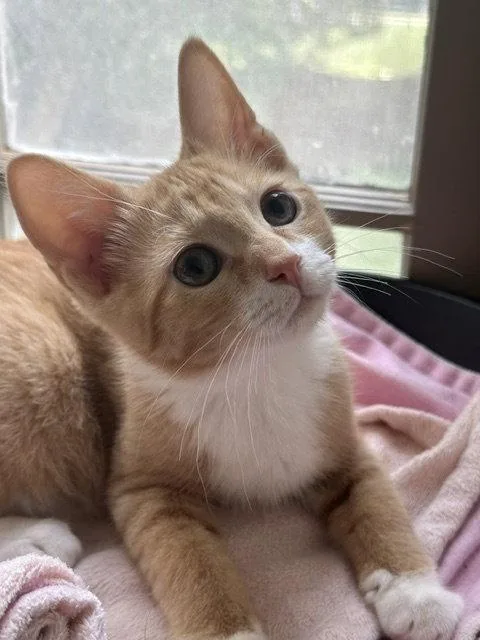 A young medium-sized male Orange & White Domestic Short Hair cat named Jerry for adoption in Newtown Square, PA