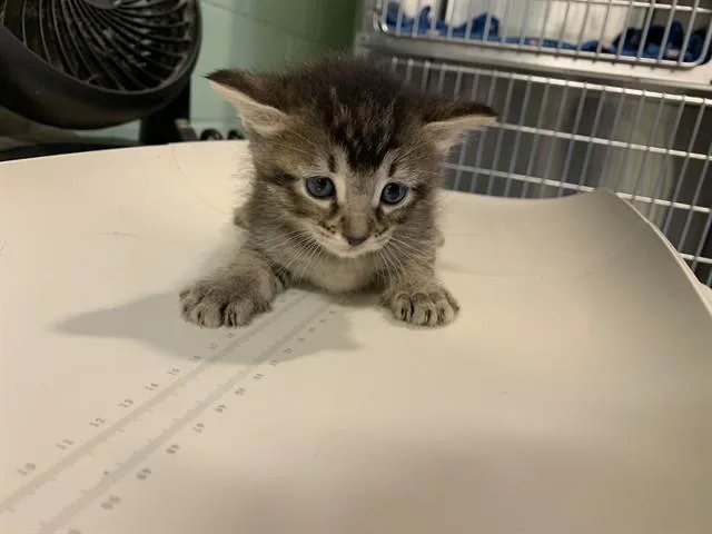 A baby small-sized female Domestic Short Hair cat named Star for adoption in Grand Prairie, TX