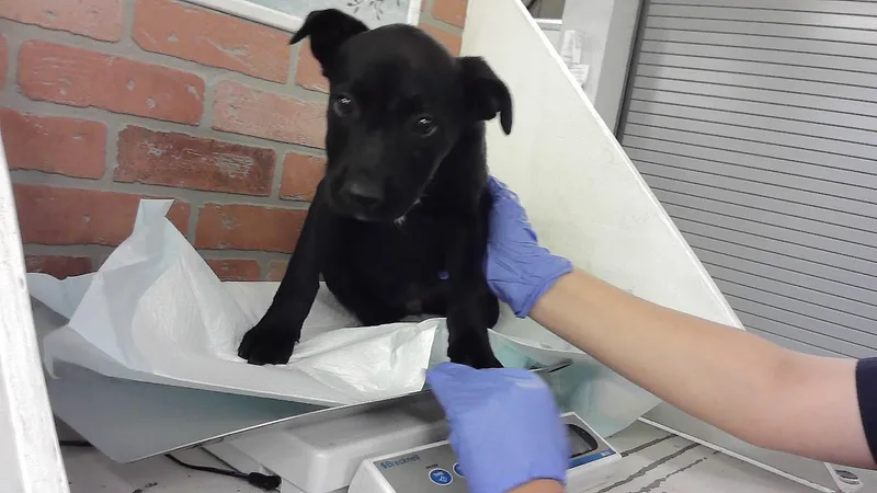 A baby small-sized male Staffordshire Bull Terrier dog named Jester for adoption in Houston, TX