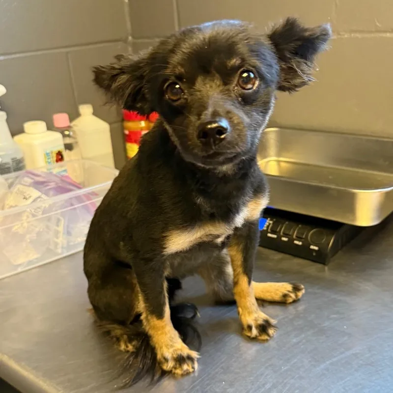 An adult small-sized male Black Pomeranian dog named TUSCStray for adoption in Tuscaloosa, AL