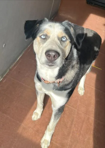 Rambo