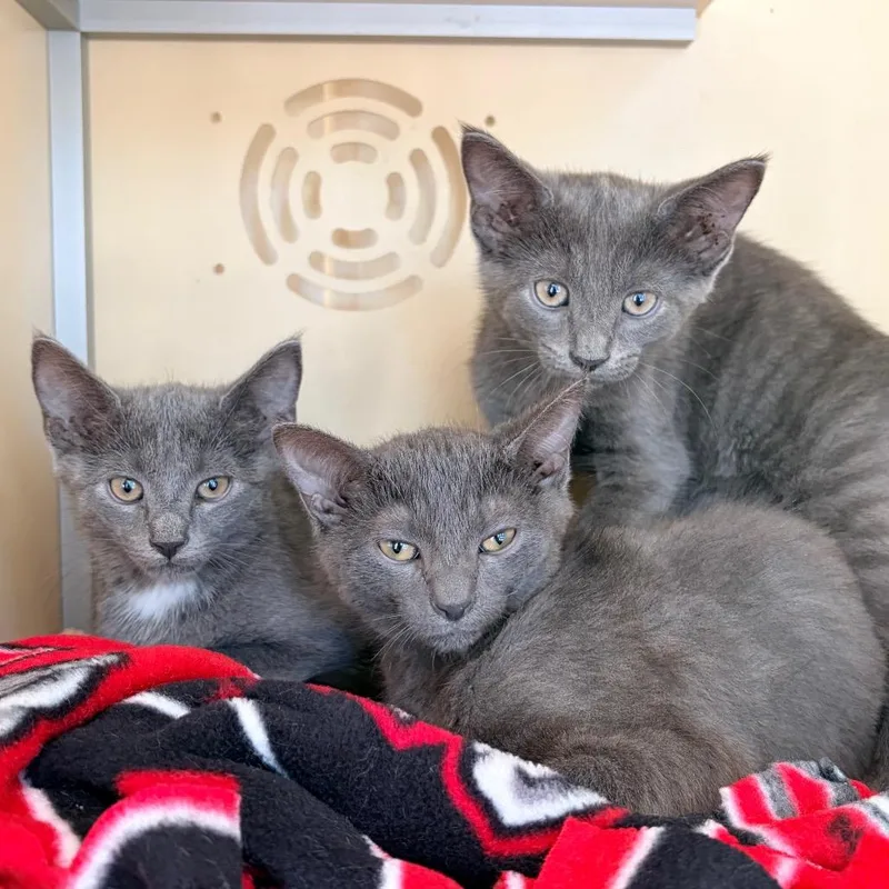A baby small-sized male Gray / Blue / Silver Domestic Short Hair cat named Jack for adoption in Aldie, VA