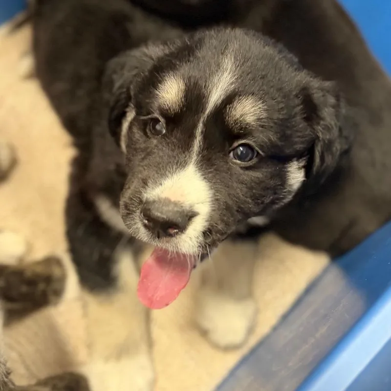 A baby medium-sized female Black Mixed Breed dog named Venus for adoption in League City, TX