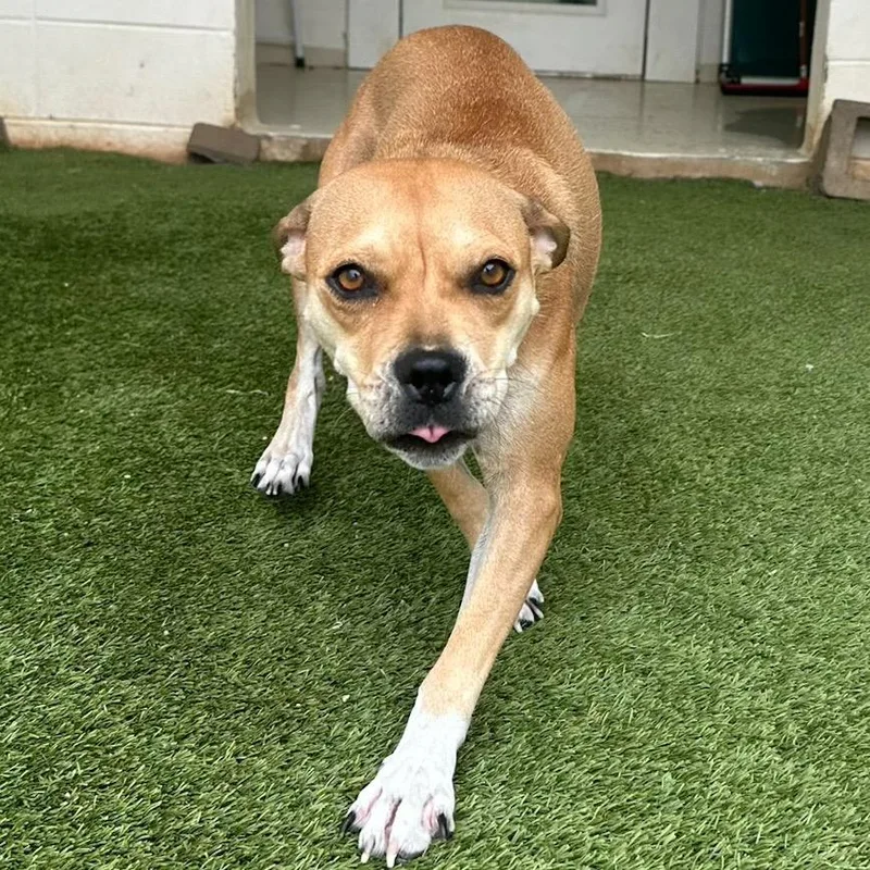 An adult medium-sized female Brown / Chocolate Mixed Breed dog named Momma Mia for adoption in LOXAHATCHEE, FL