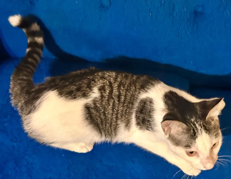 A young medium-sized female Tabby (Gray / Blue / Silver) Domestic Short Hair cat named Alex for adoption in Fayetteville, NC