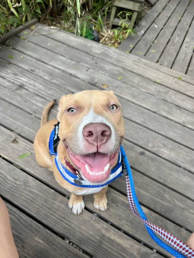 A baby medium-sized male White / Cream Mixed Breed dog named Ruffles for adoption in Charleston, SC