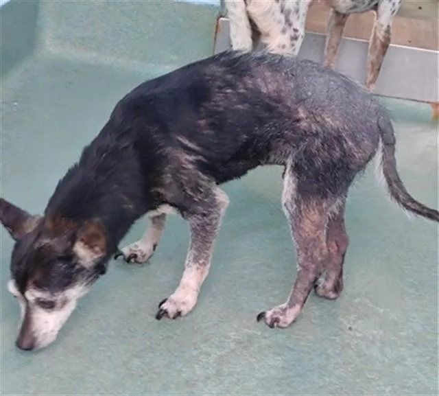 A senior medium-sized male Chihuahua dog named Chico for adoption in Baldwin Park, CA