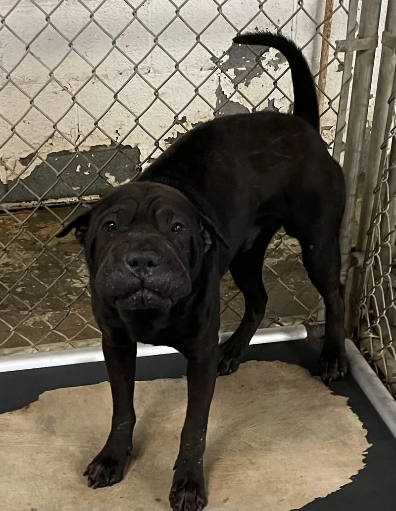An adult large-sized male Black Shar-Pei dog named Parker HOLD LOOKING FOR for adoption in Canton, OH