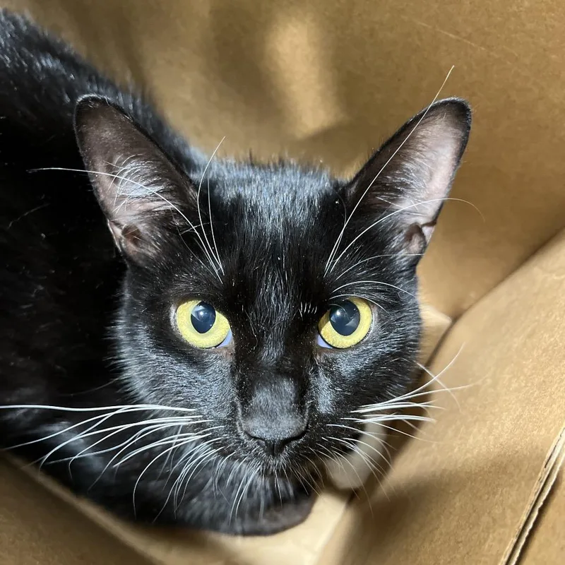 Milo