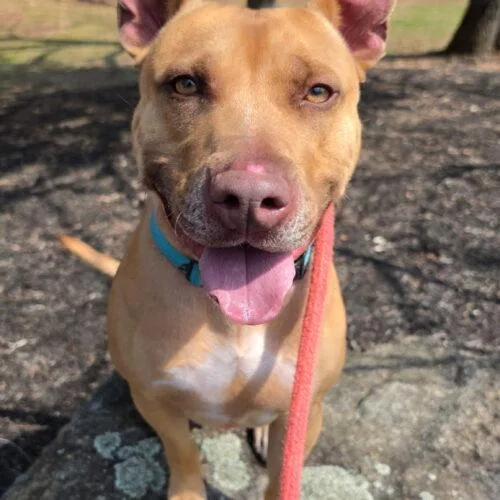 An adult medium-sized male Yellow / Tan / Blond / Fawn Carolina Dog named Dodger Lizman for adoption in Rockaway, NJ
