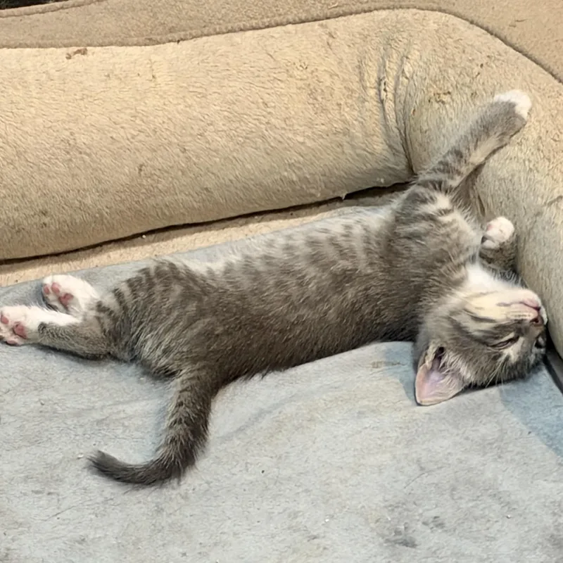 A baby small-sized female Tabby (Gray / Blue / Silver) Domestic Medium Hair cat named Willow for adoption in Liverpool, TX