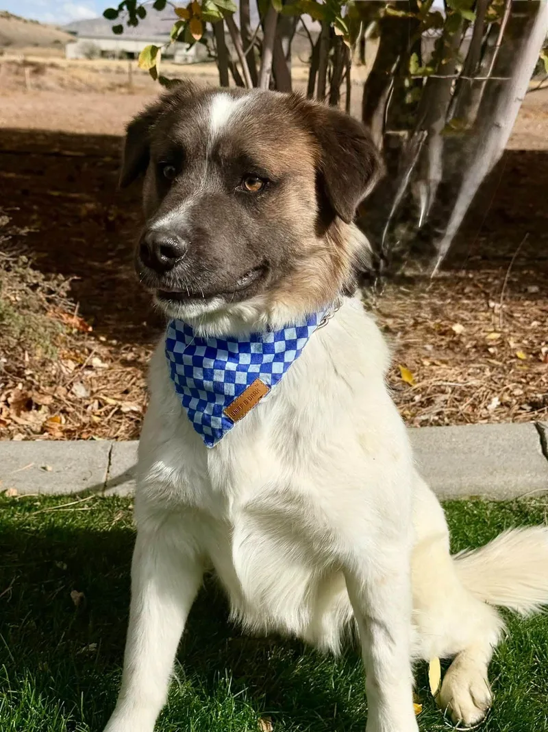 A young medium-sized male Brown / Chocolate Australian Cattle Dog / Blue Heeler named Harry for adoption in Gardnerville, NV