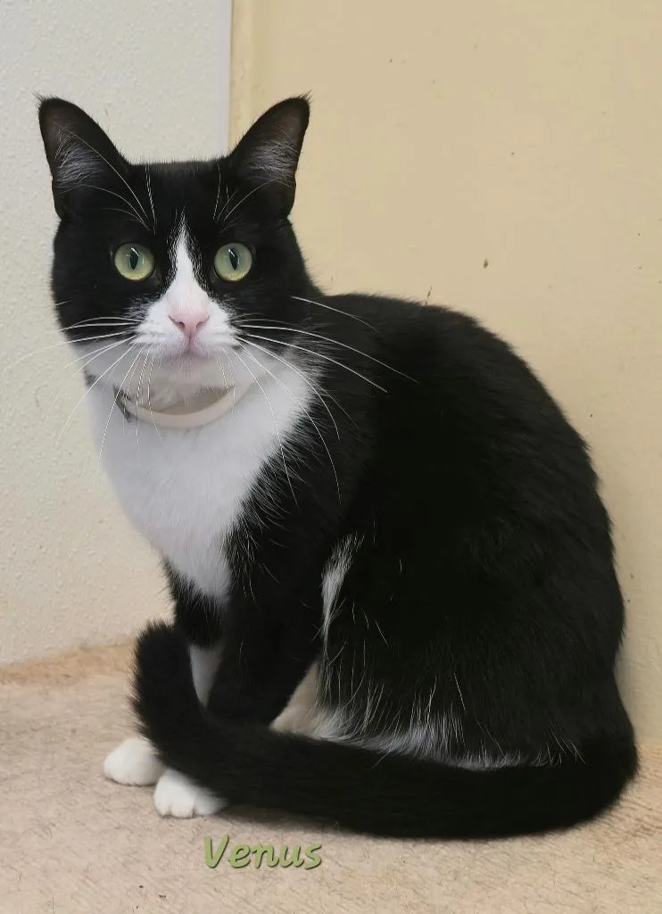 A young medium-sized female Domestic Short Hair cat named Venus for adoption in Cedar Rapids, IA