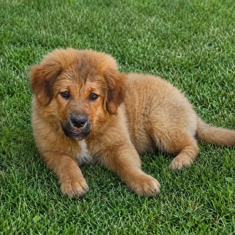 A baby medium-sized female Red / Chestnut / Orange Mixed Breed dog named Talia for adoption in Cranston, RI
