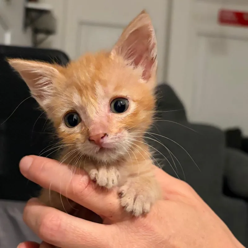 A baby small-sized male Orange / Red Domestic Short Hair cat named Barry for adoption in San Antonio, TX