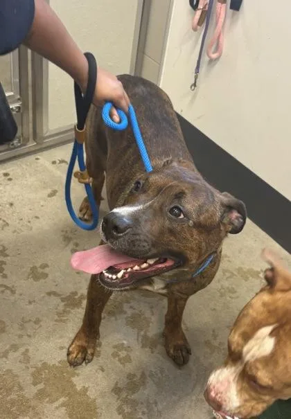 A young medium-sized female Brown / Chocolate Pit Bull Terrier dog named Toffee for adoption in Cleveland, OH