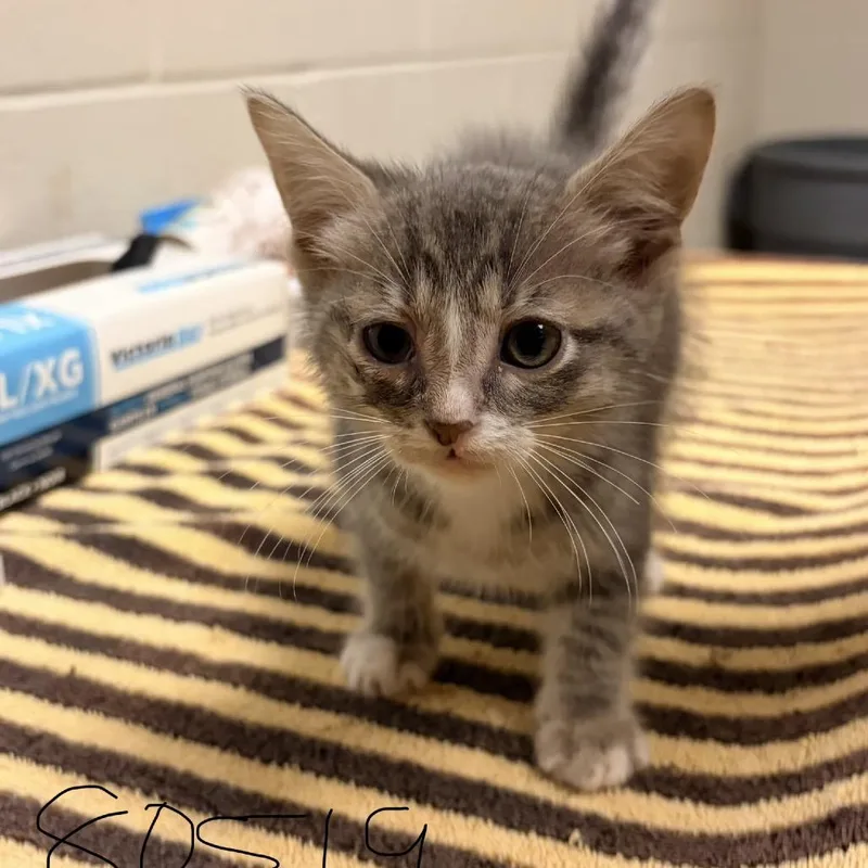 A baby small-sized male Gray / Blue / Silver Domestic Short Hair cat named Cj for adoption in Bristol, IN