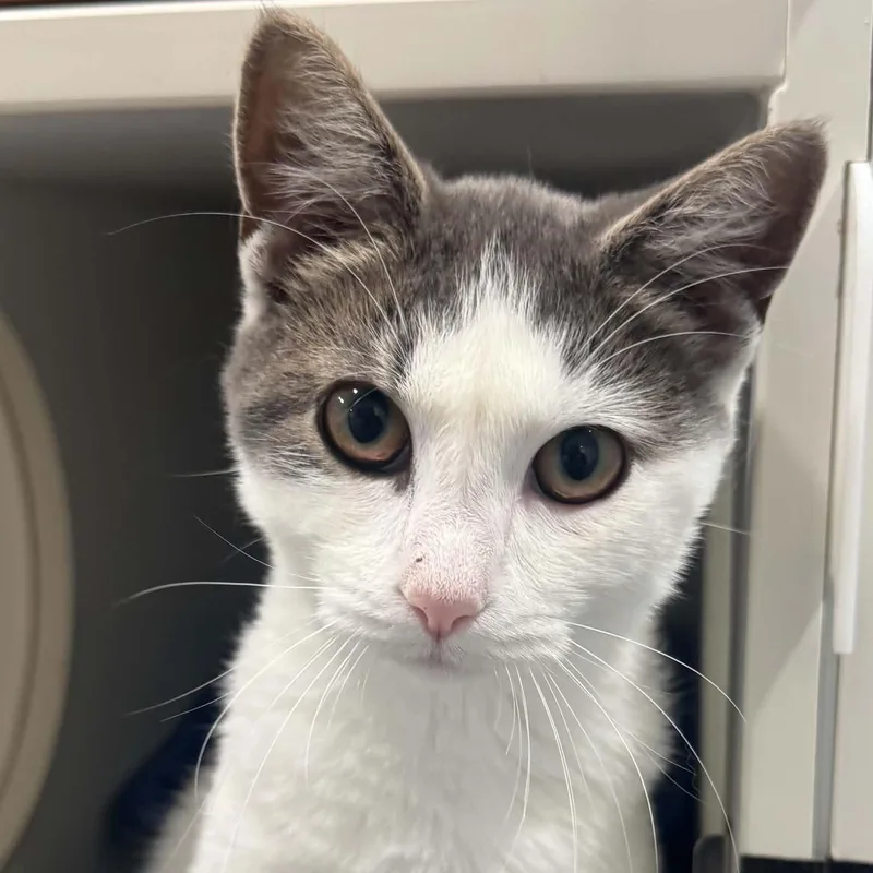 A young small-sized female American Shorthair cat named Skye for adoption in Danbury, CT