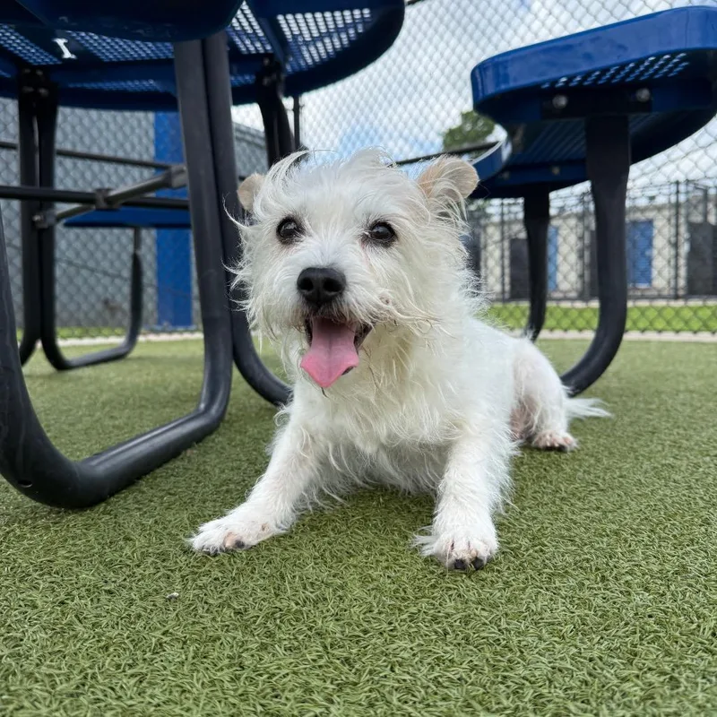 A senior small-sized female White / Cream Terrier dog named Chick for adoption in Bryan, TX