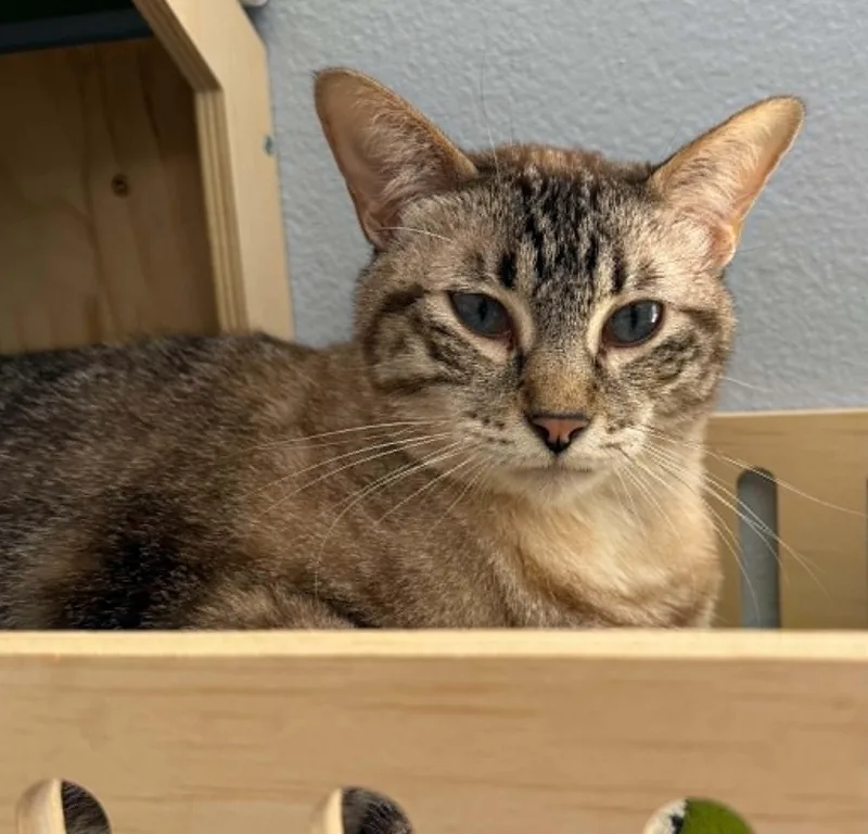 An adult medium-sized female Seal Point Domestic Short Hair cat named Frankie for adoption in Weatherford, TX