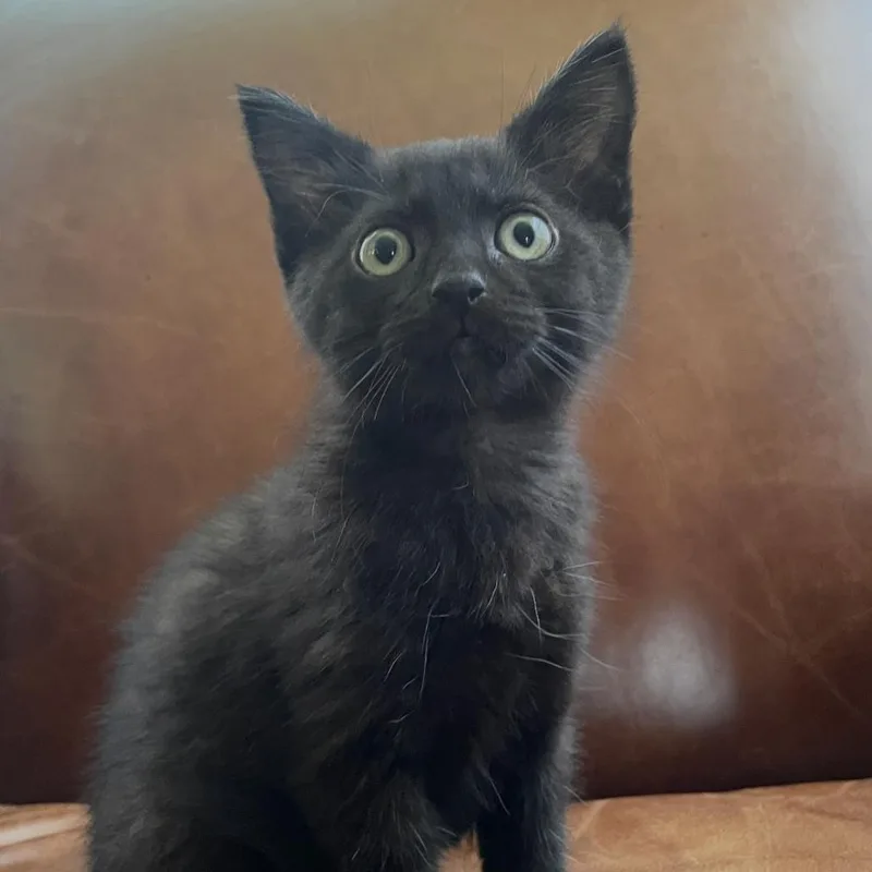 A baby small-sized male Black Domestic Short Hair cat named Anchovy for adoption in Granby, MO