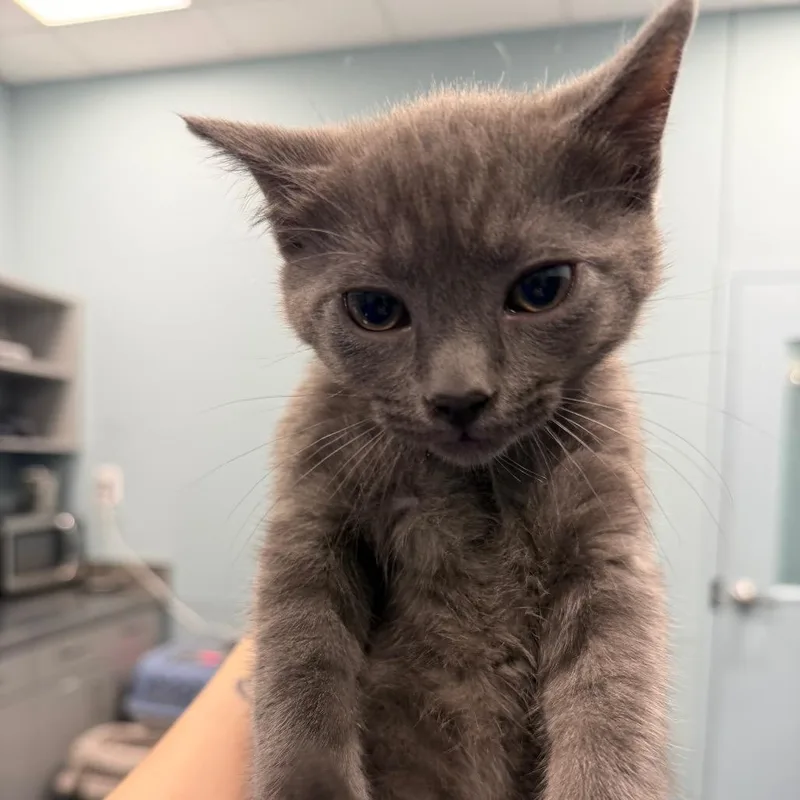 A baby small-sized male Gray / Blue / Silver Domestic Short Hair cat named Cookie Tray for adoption in Greensboro, NC