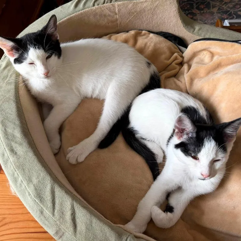 A baby medium-sized male Domestic Short Hair cat named Checkers for adoption in Woodinville, WA