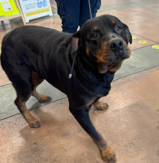 An adult large-sized male Rottweiler dog named Solo for adoption in Chatsworth, CA