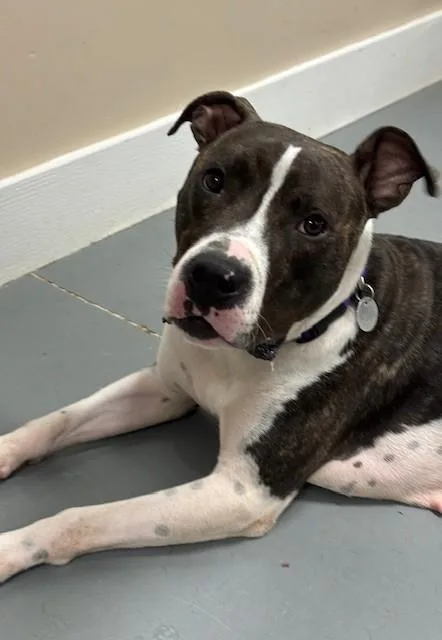 Ruby Red thumbnail 2