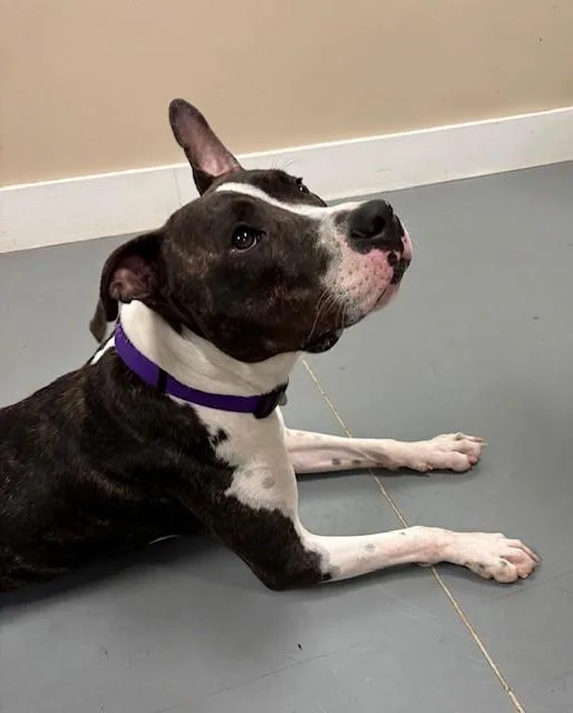 Ruby Red thumbnail 3