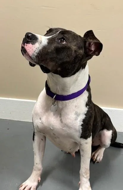 Ruby Red thumbnail 4