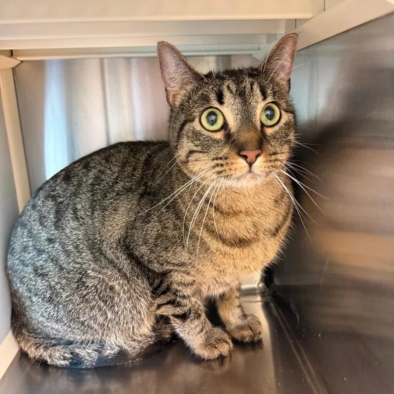 An adult small-sized male Black Domestic Short Hair cat named Carlos for adoption in Norman, OK
