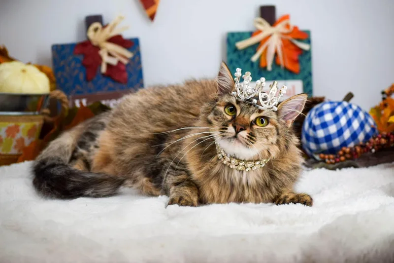 A young medium-sized female Domestic Long Hair cat named Princess Donut for adoption in Sevierville, TN