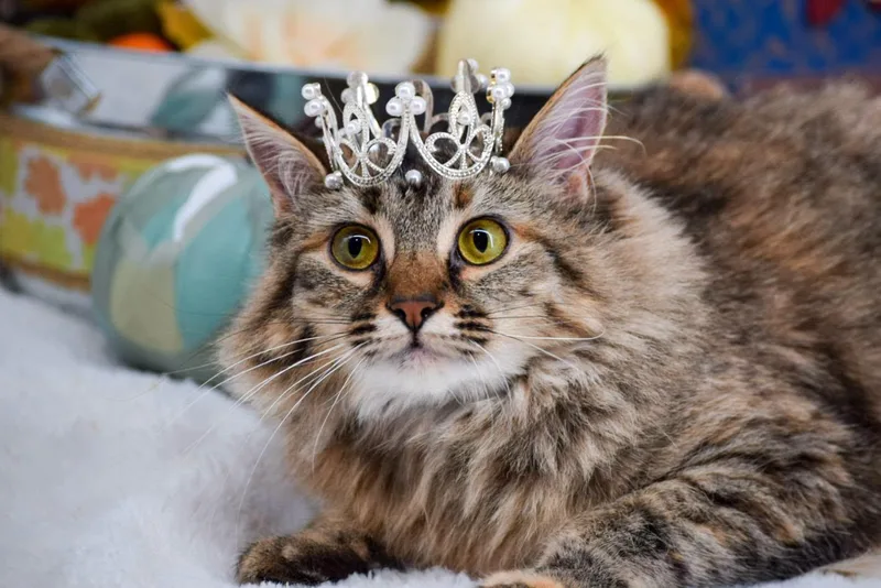 Princess Donut thumbnail 3